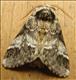 2014 (71.01) Marbled Brown